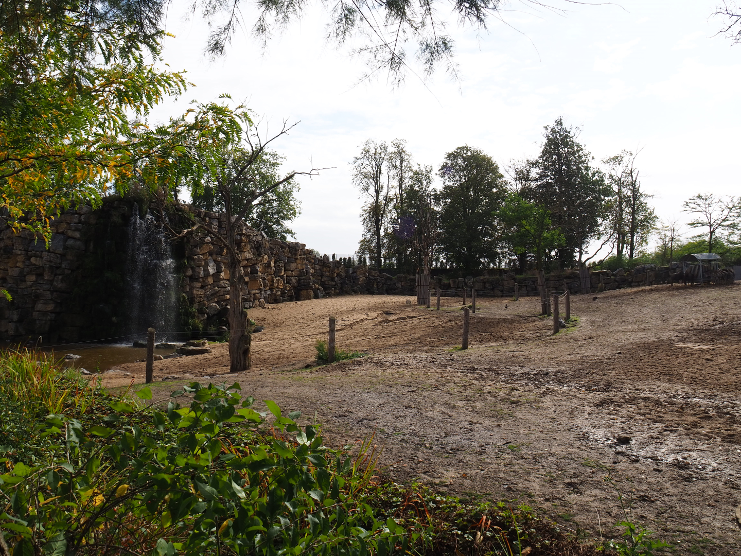 Grant's zebra, Cape buffalo, Blesbok and Blue wildebeest paddock, 2019-10-04