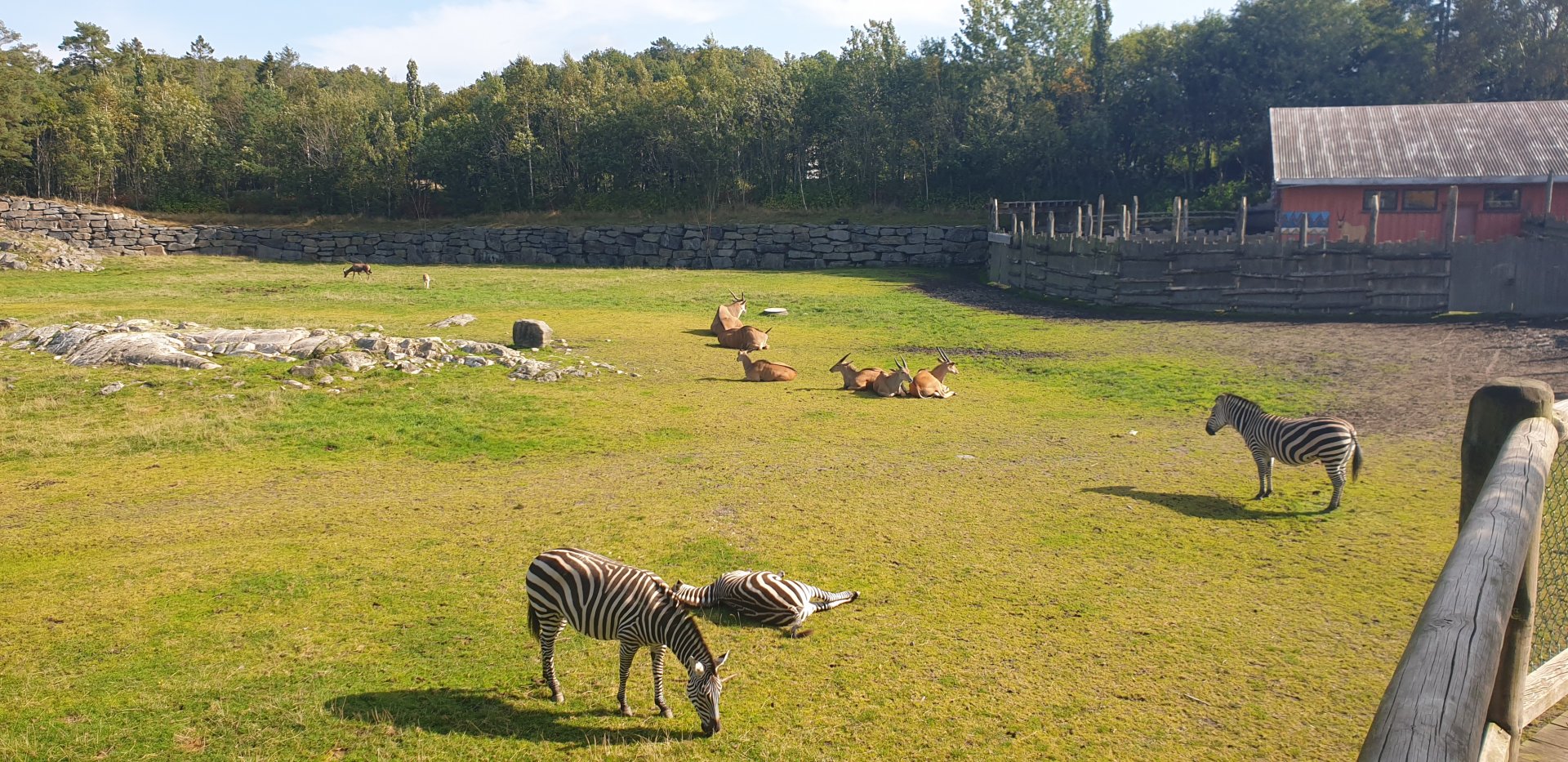 Grant's Zebra, Common Eland, Blesbock, Savanna