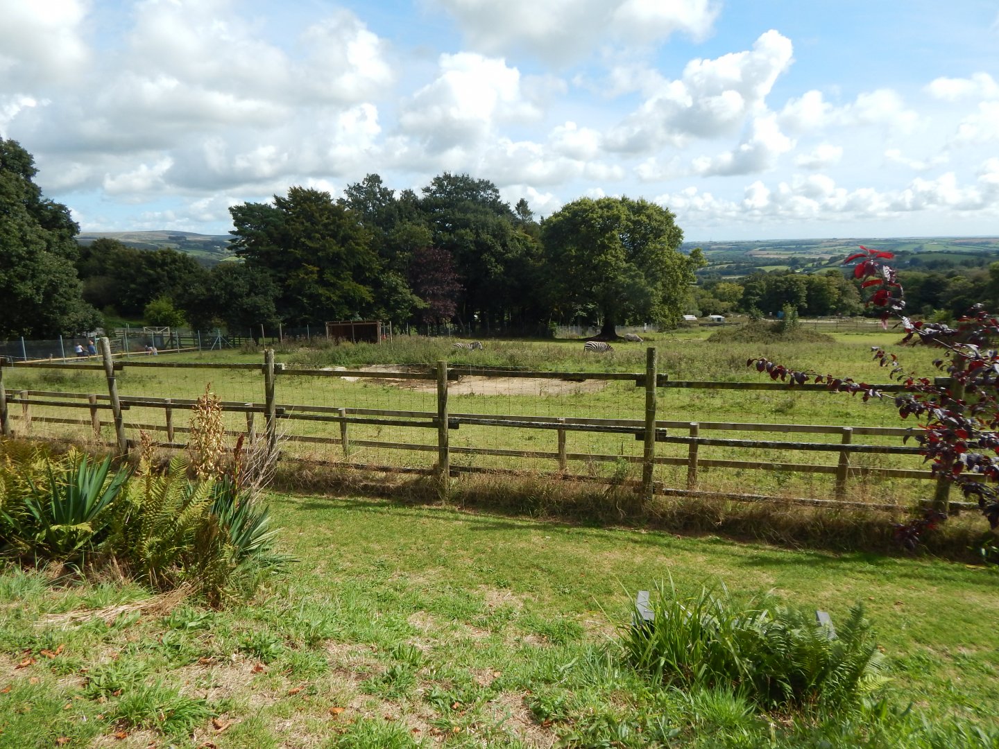Grant's zebra/Common ostrich enclosure 050925