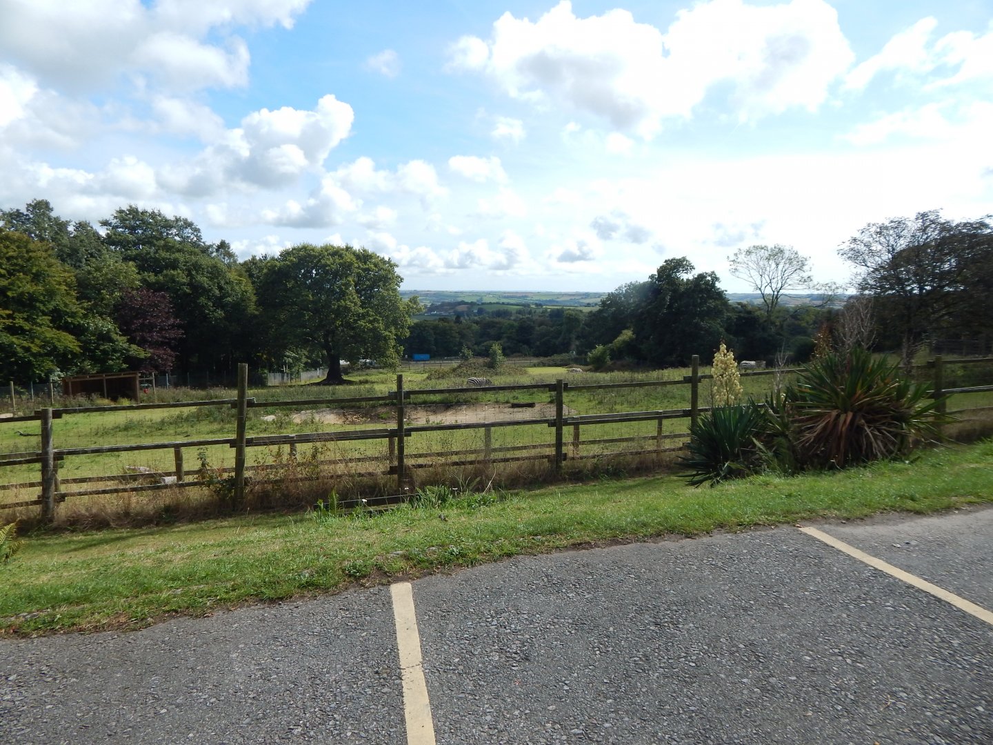 Grant's zebra/Common ostrich enclosure 050925