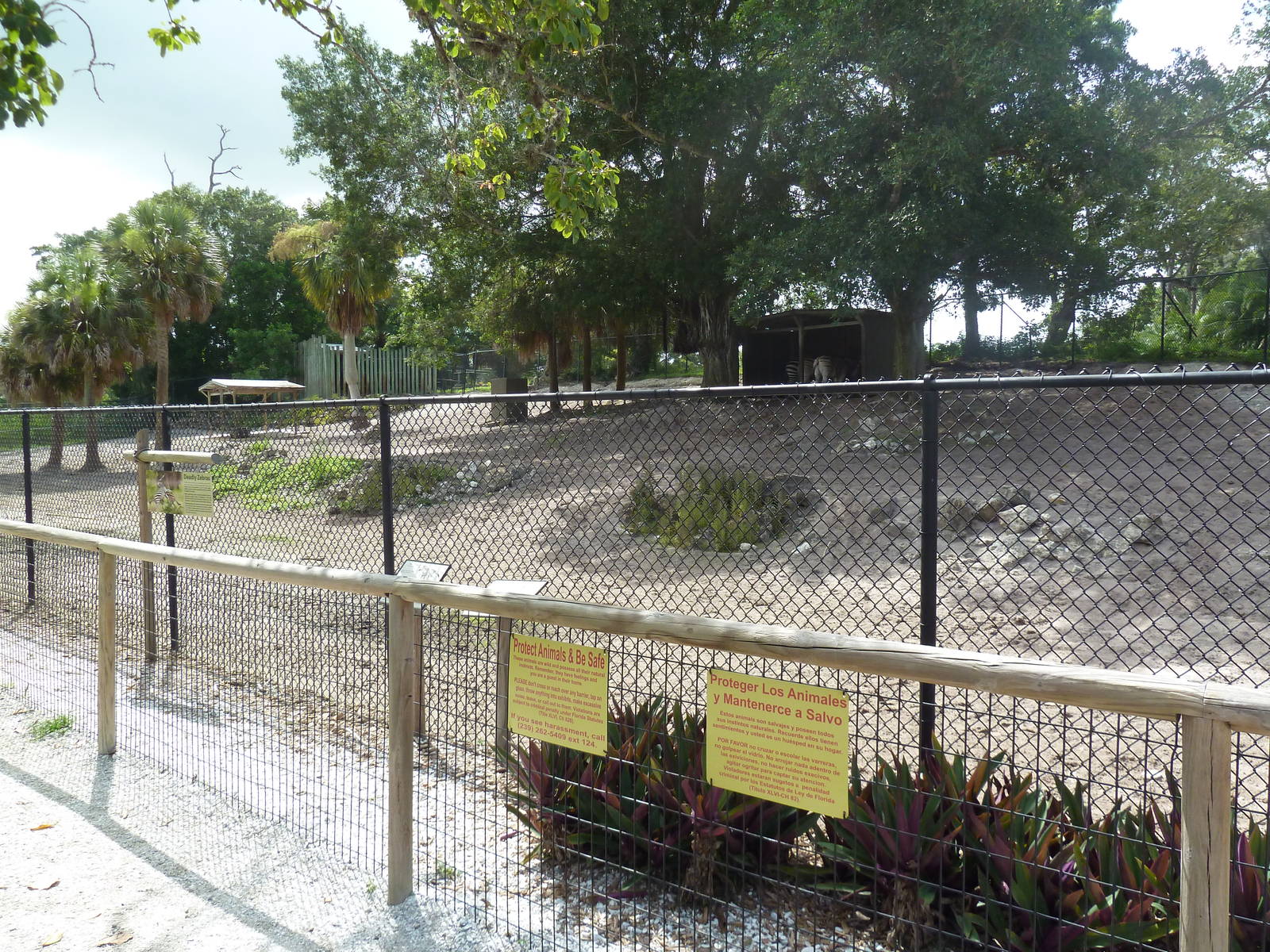 Grant's Zebra/Damara Zebra Exhibit