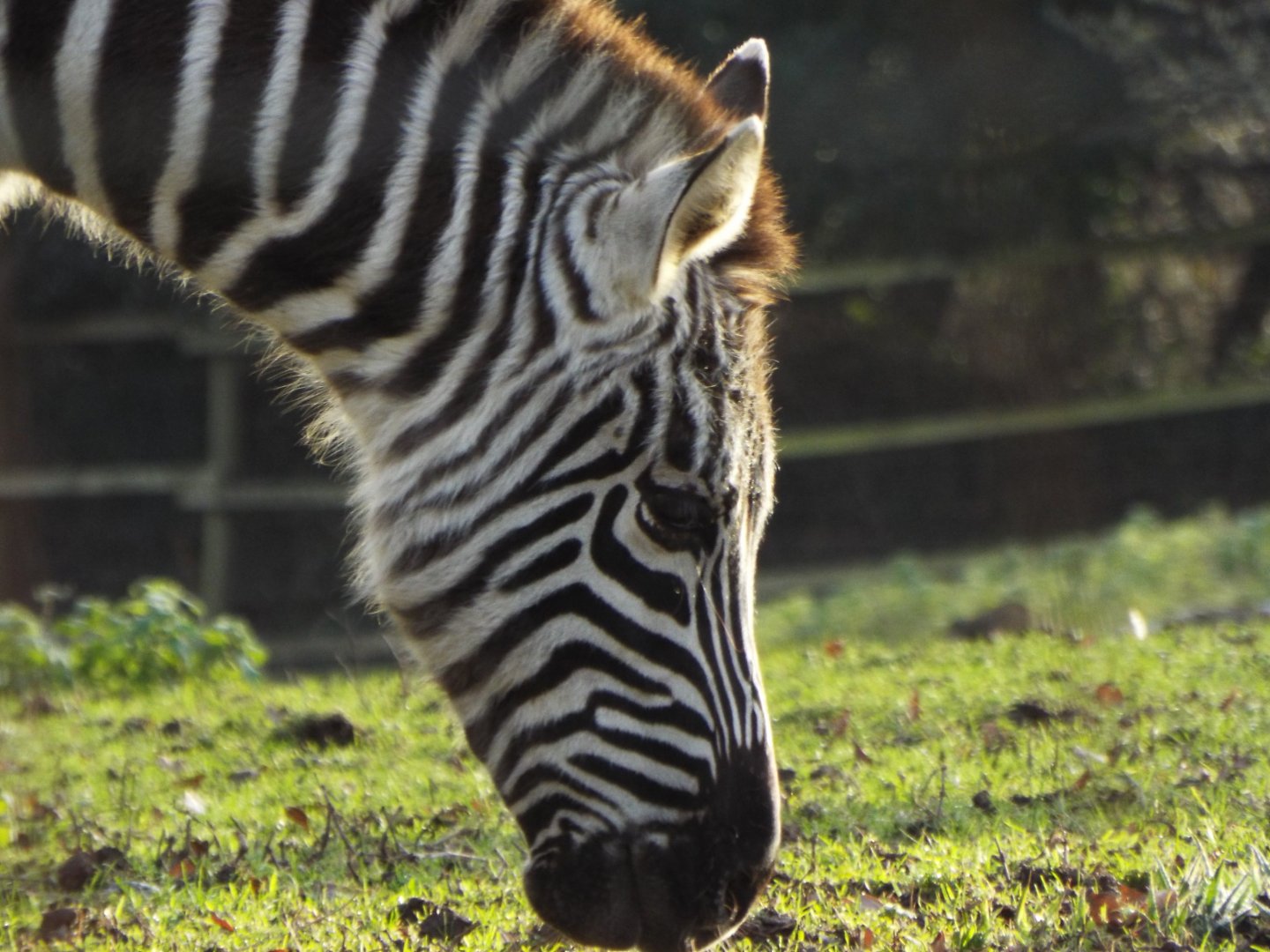 Grants Zebra - Dartmoor Zoo