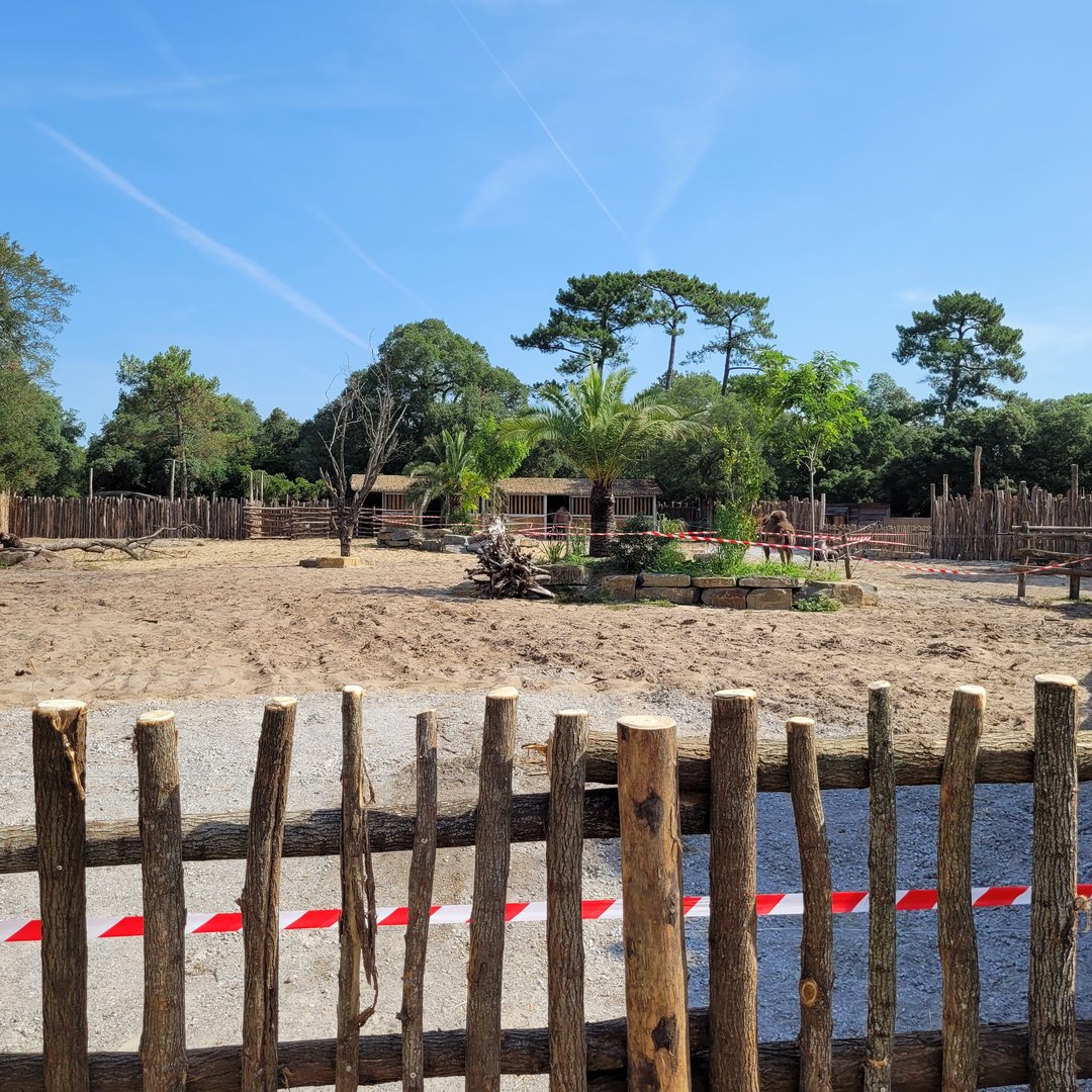 Grant's zebra, Dromedary and Dwarf zebu exhibit -Zoo de Labenne (2023)