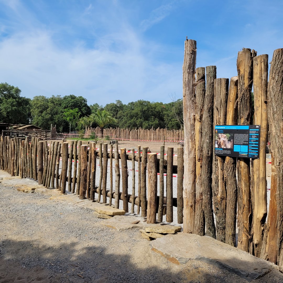 Grant's zebra, Dromedary and Dwarf zebu exhibit -Zoo de Labenne (2023)