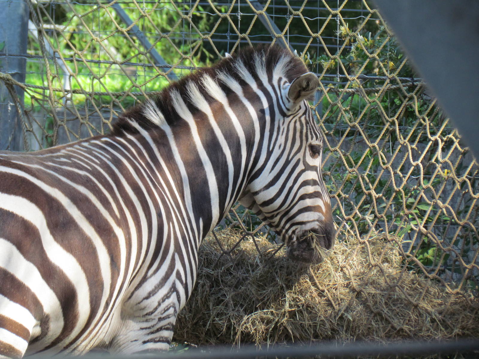 Grant's Zebra Eating