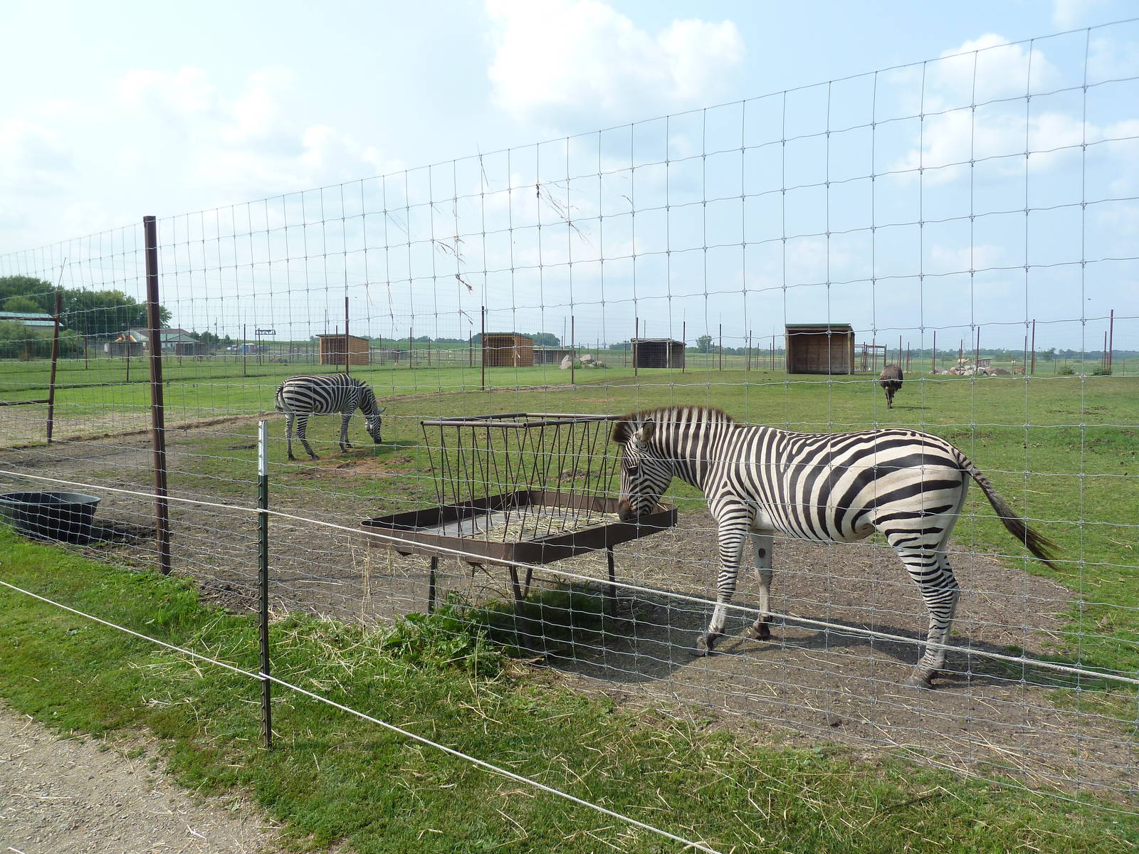 Grant's Zebra/Emu Exhibit