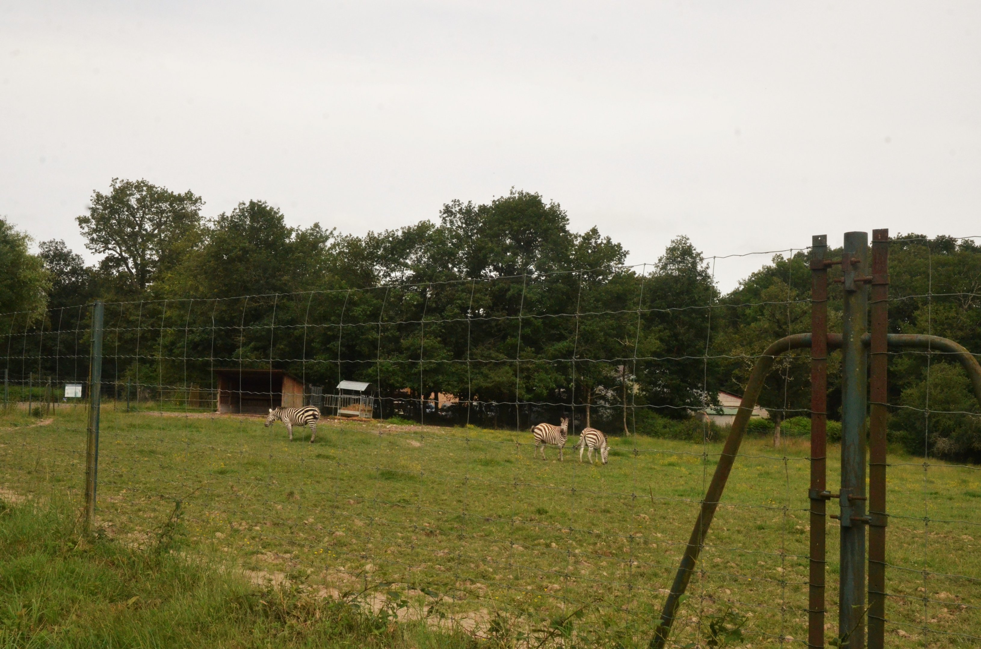 Grant's Zebra Enclosure at Haute-Touche, 14/06/18