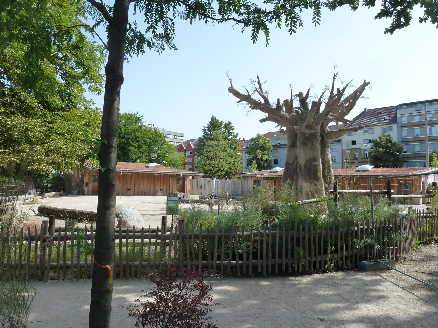 Grant's zebra enclosure