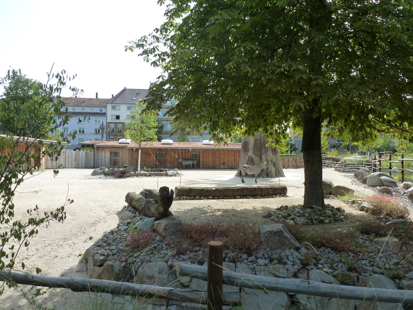 Grant's zebra enclosure