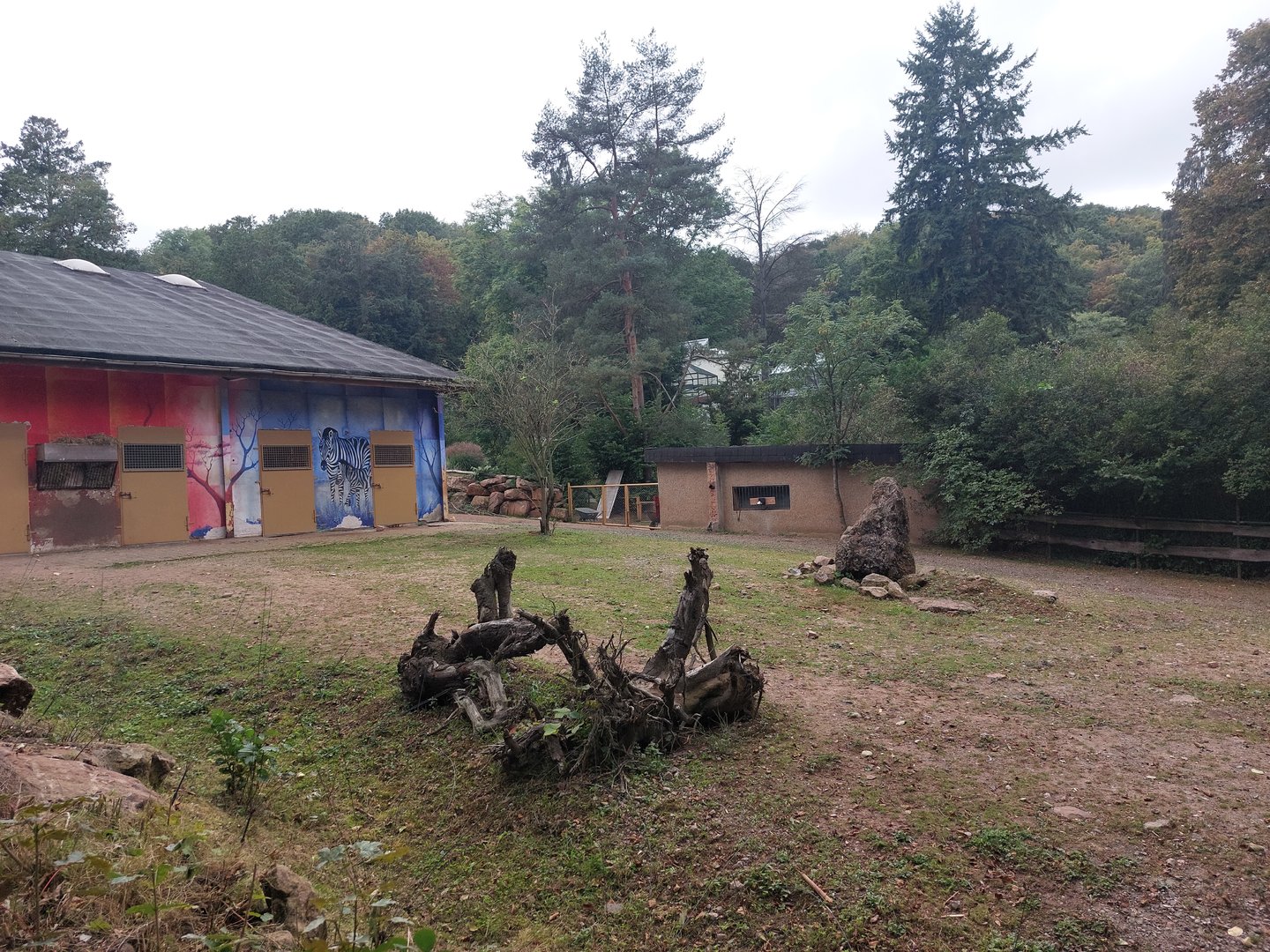 Grant's zebra enclosure