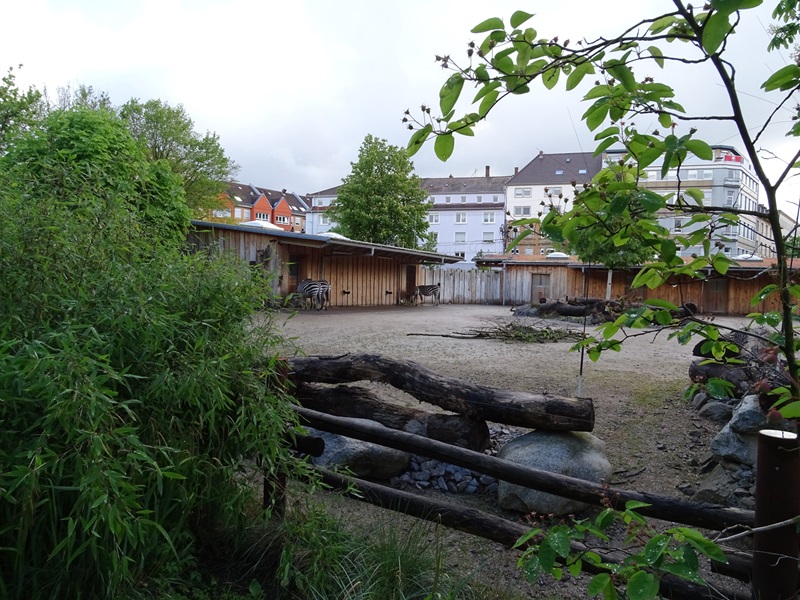 Grant's zebra enclosure