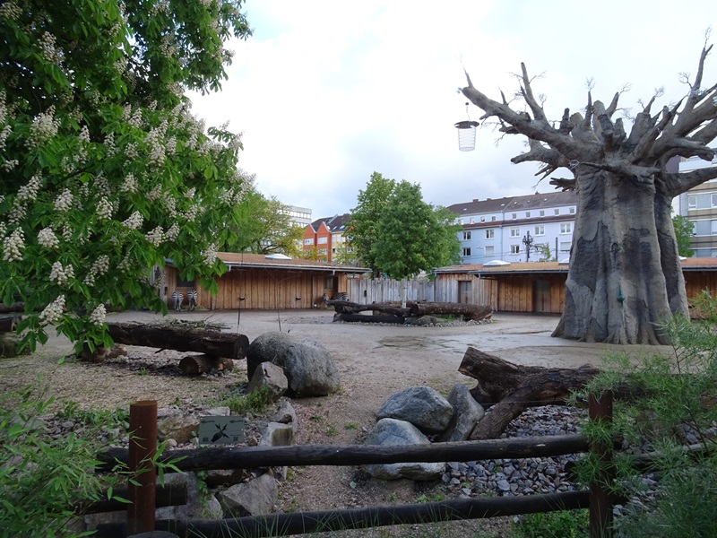 Grant's zebra enclosure