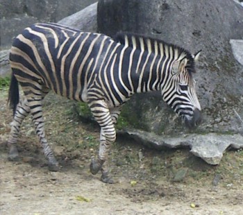 Grant's Zebra (Equus burchelli boehmi)