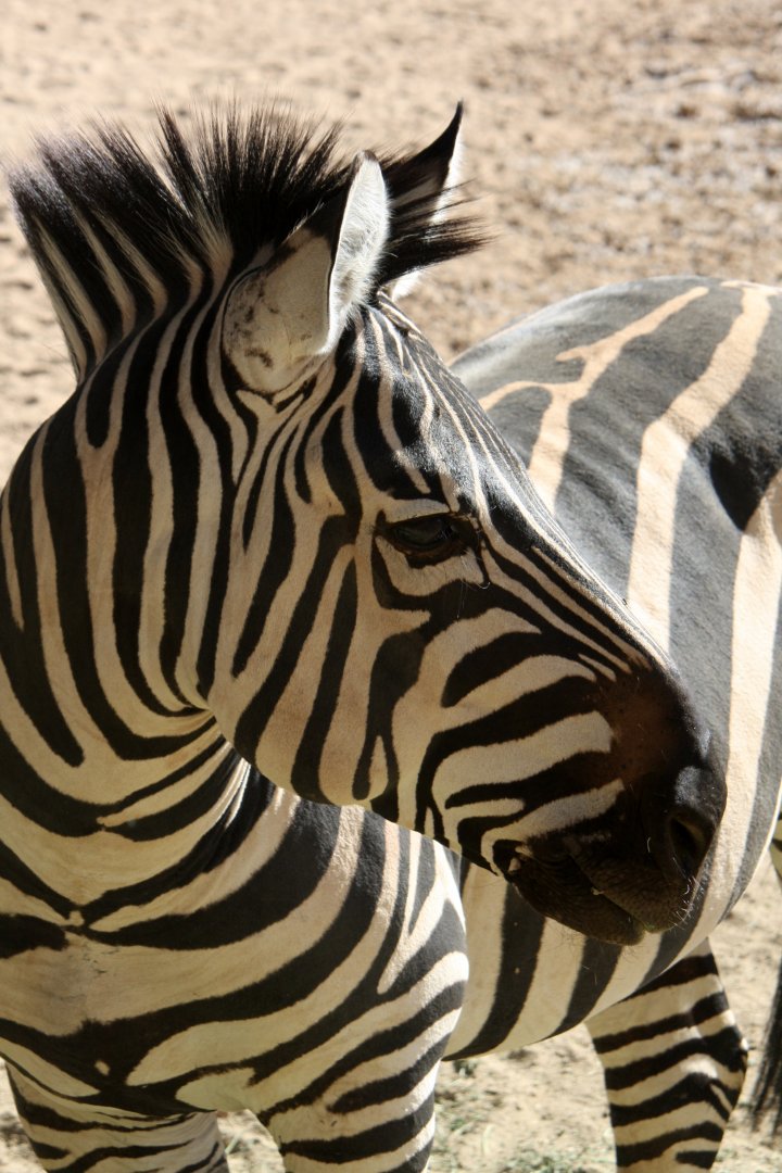 Grant's zebra (Equus quagga boehmi) 2010