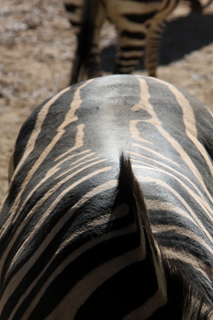 Grant's zebra (Equus quagga boehmi) 2010