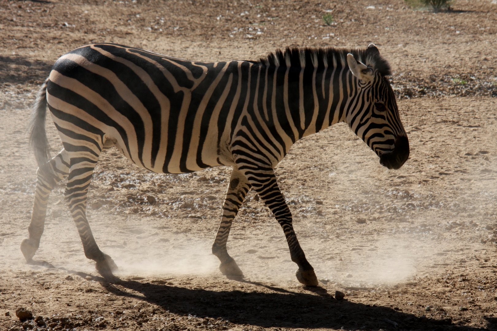 Grant's zebra (Equus quagga boehmi) 2010