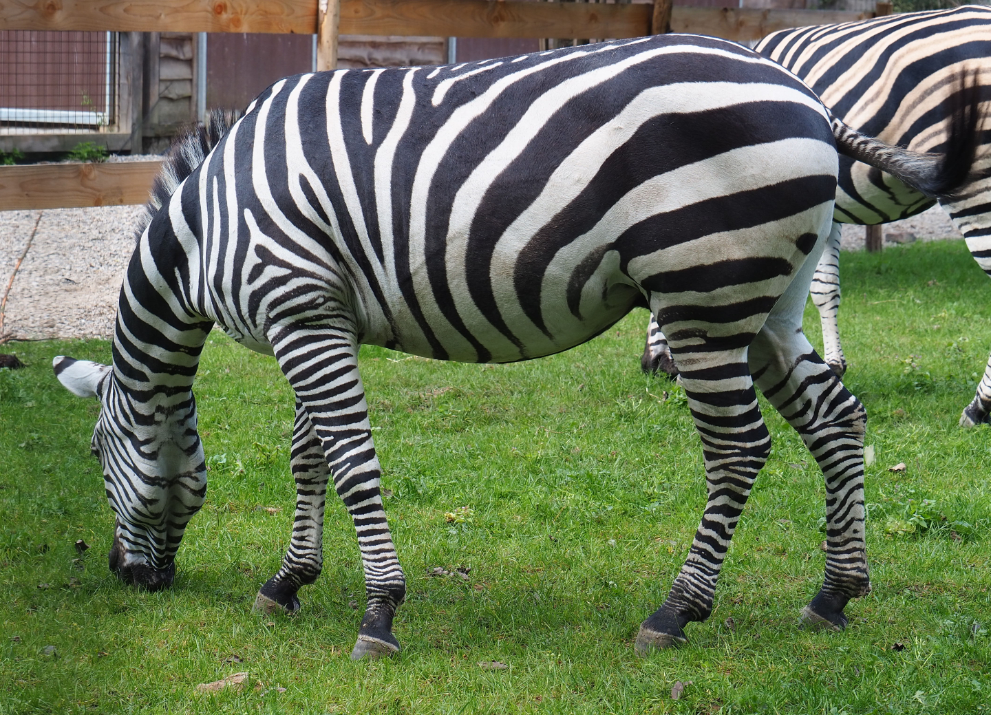 Grant's zebra (Equus quagga boehmi), 2020-09-12