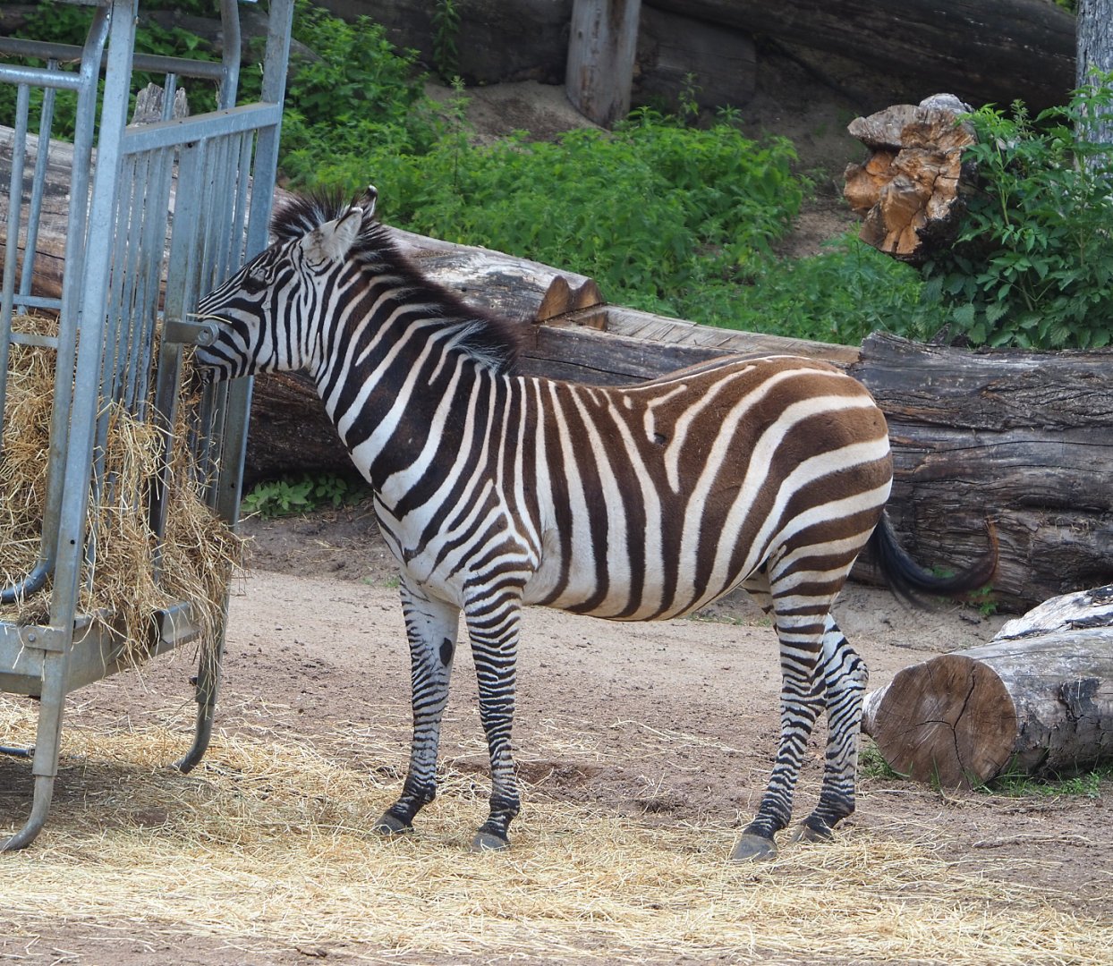 Grant's zebra (Equus quagga boehmi), 2022-06-28