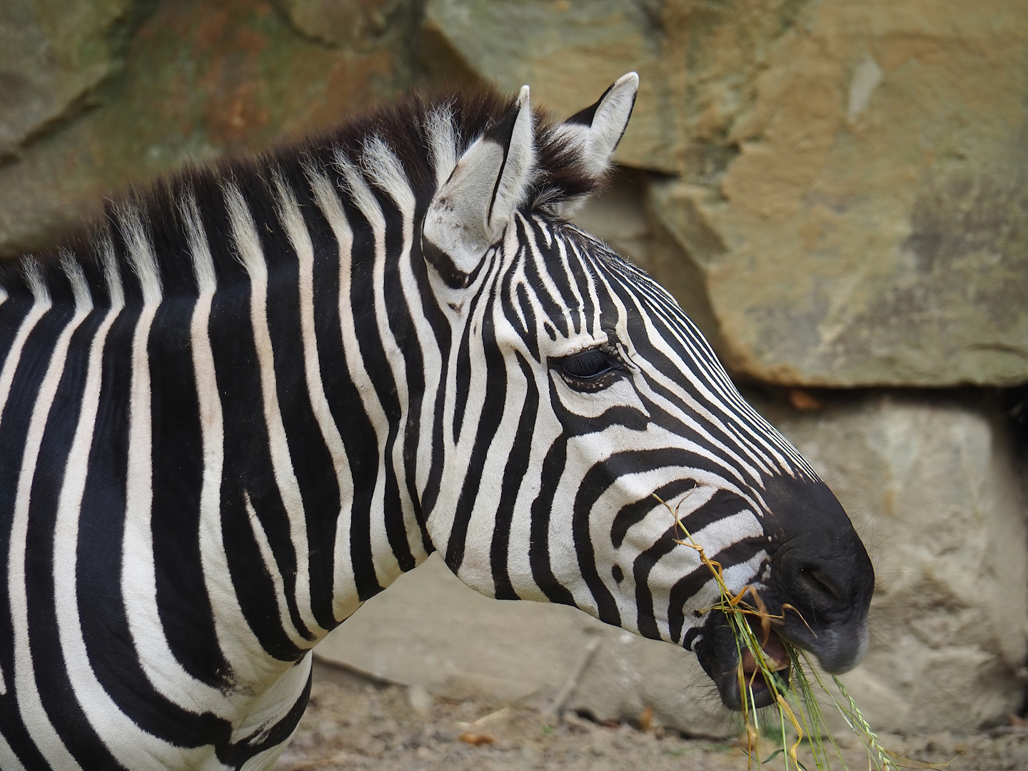 Grant's zebra (Equus quagga boehmi), 2023-07-02