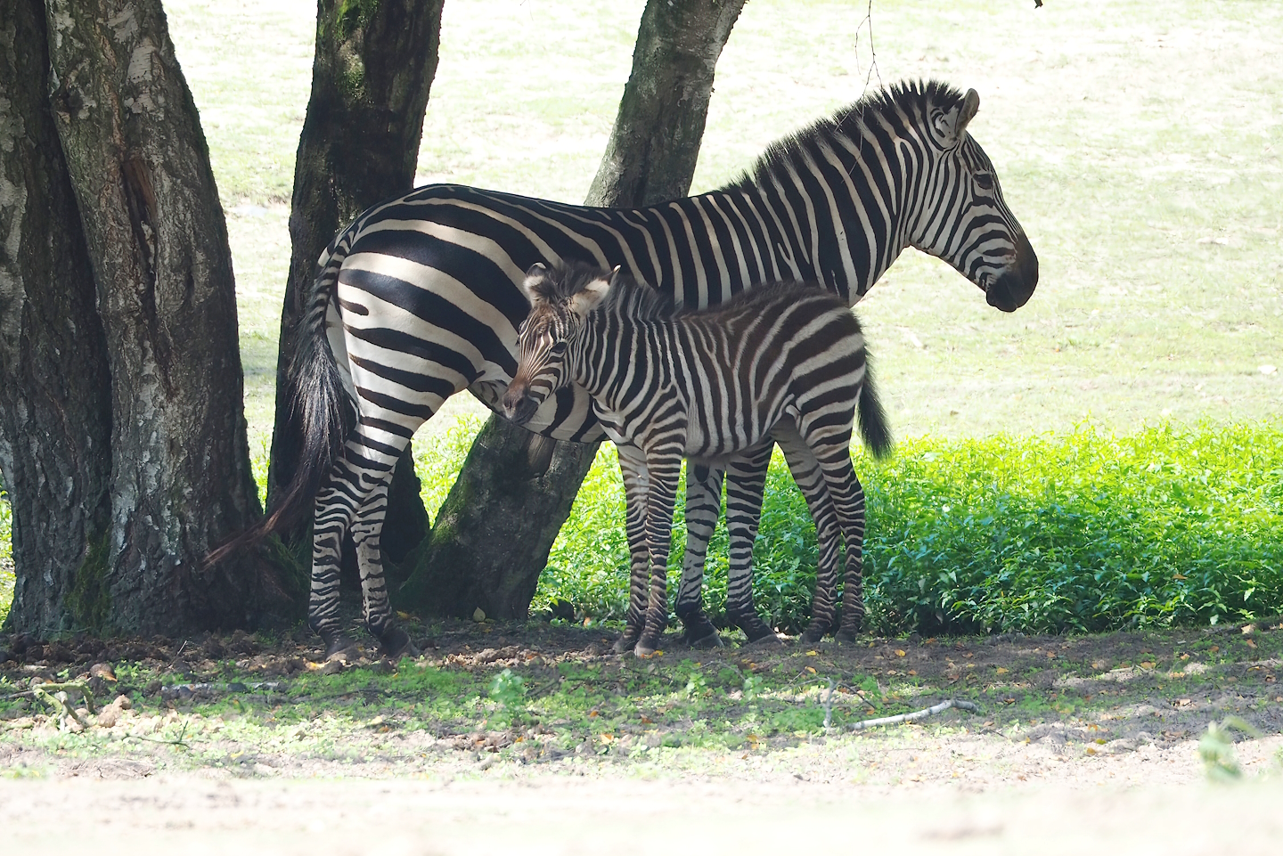 Grant's zebra (Equus quagga boehmi), 2023-08-15