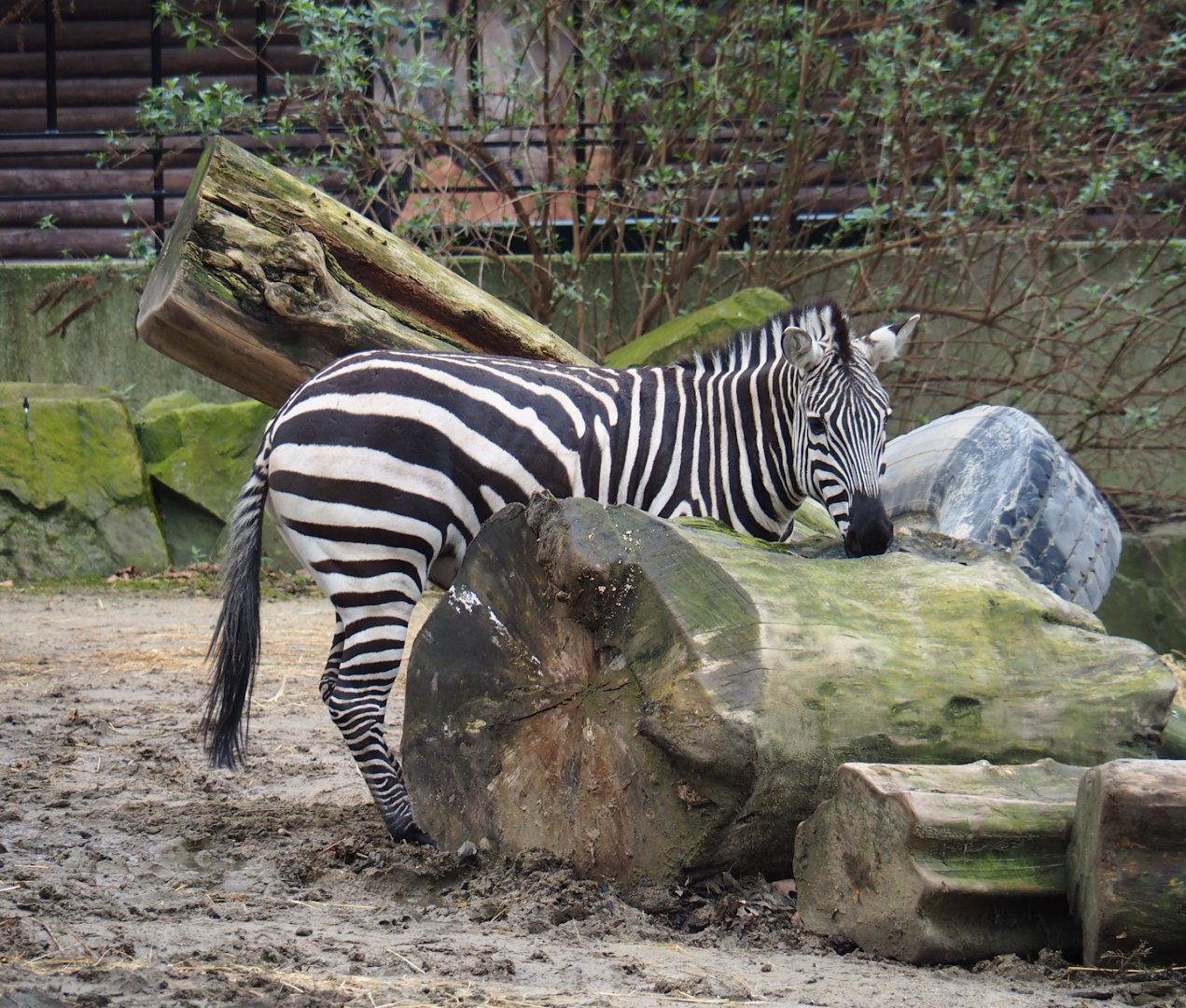 Grant's zebra (Equus quagga boehmi), 2024-02-17