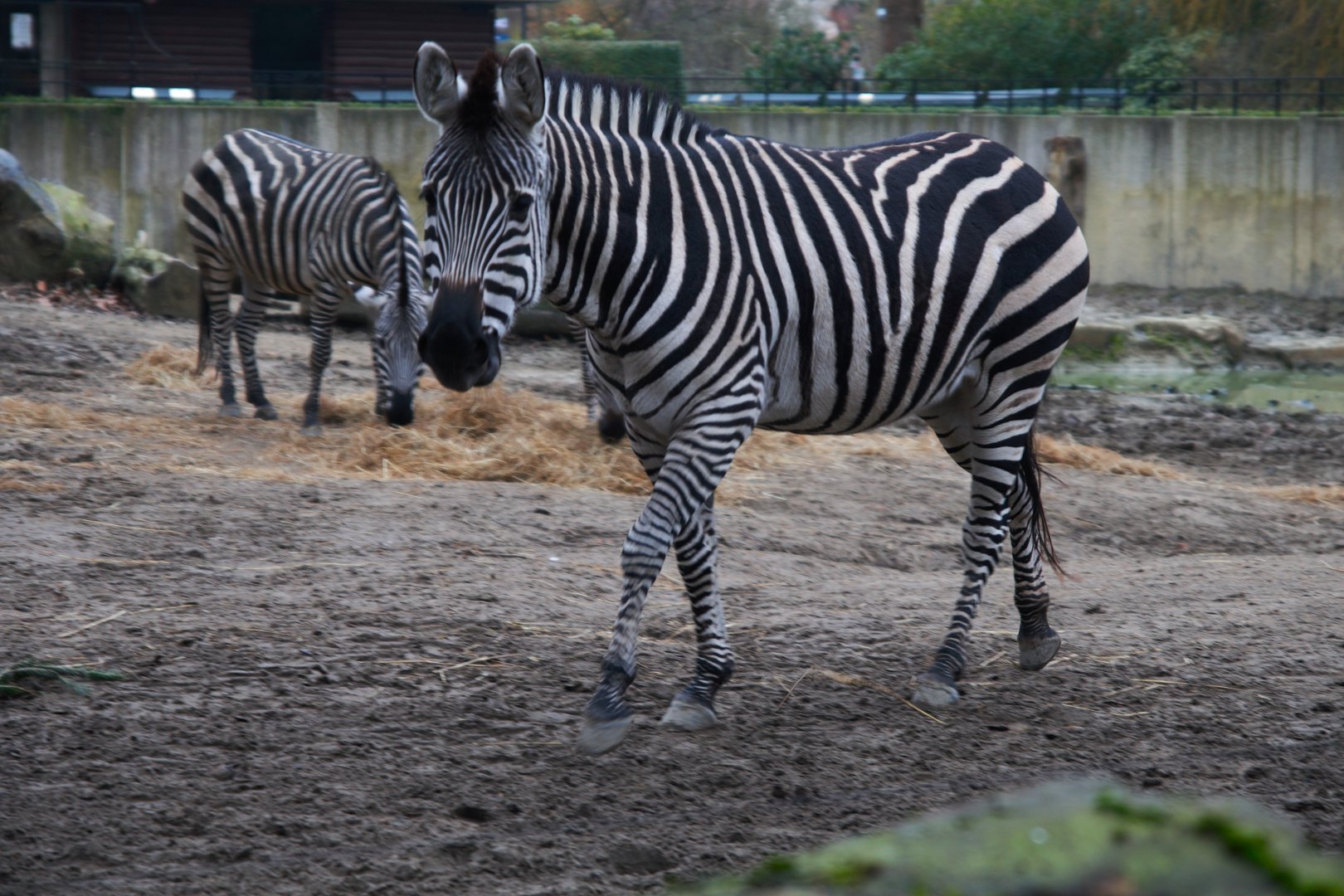 Grant's Zebra (Equus quagga boehmi), 2025-01-20