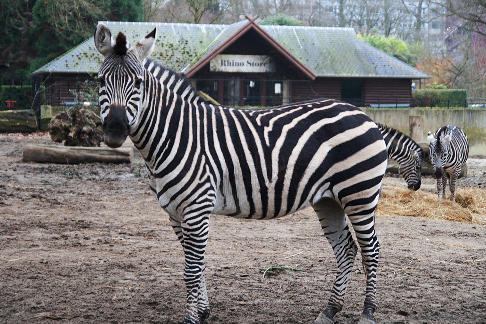Grant's Zebra (Equus quagga boehmi), 2025-01-20