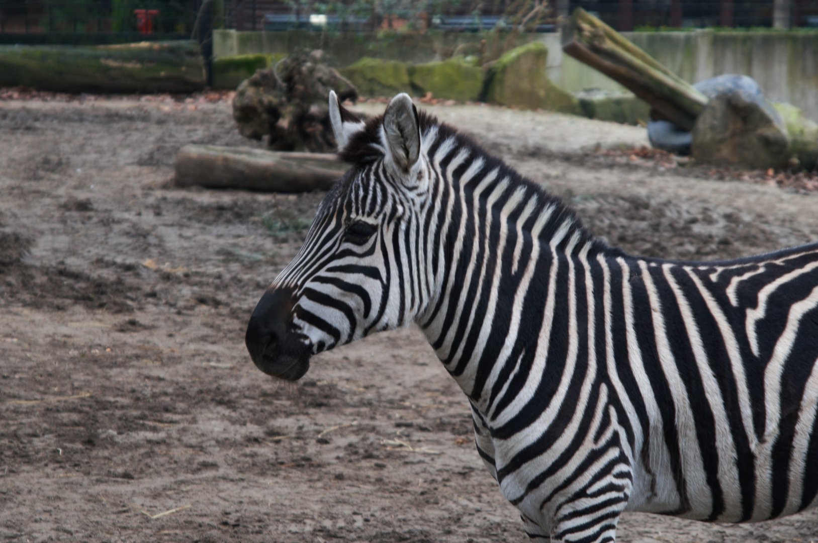Grant's Zebra (Equus quagga boehmi), 2025-01-20