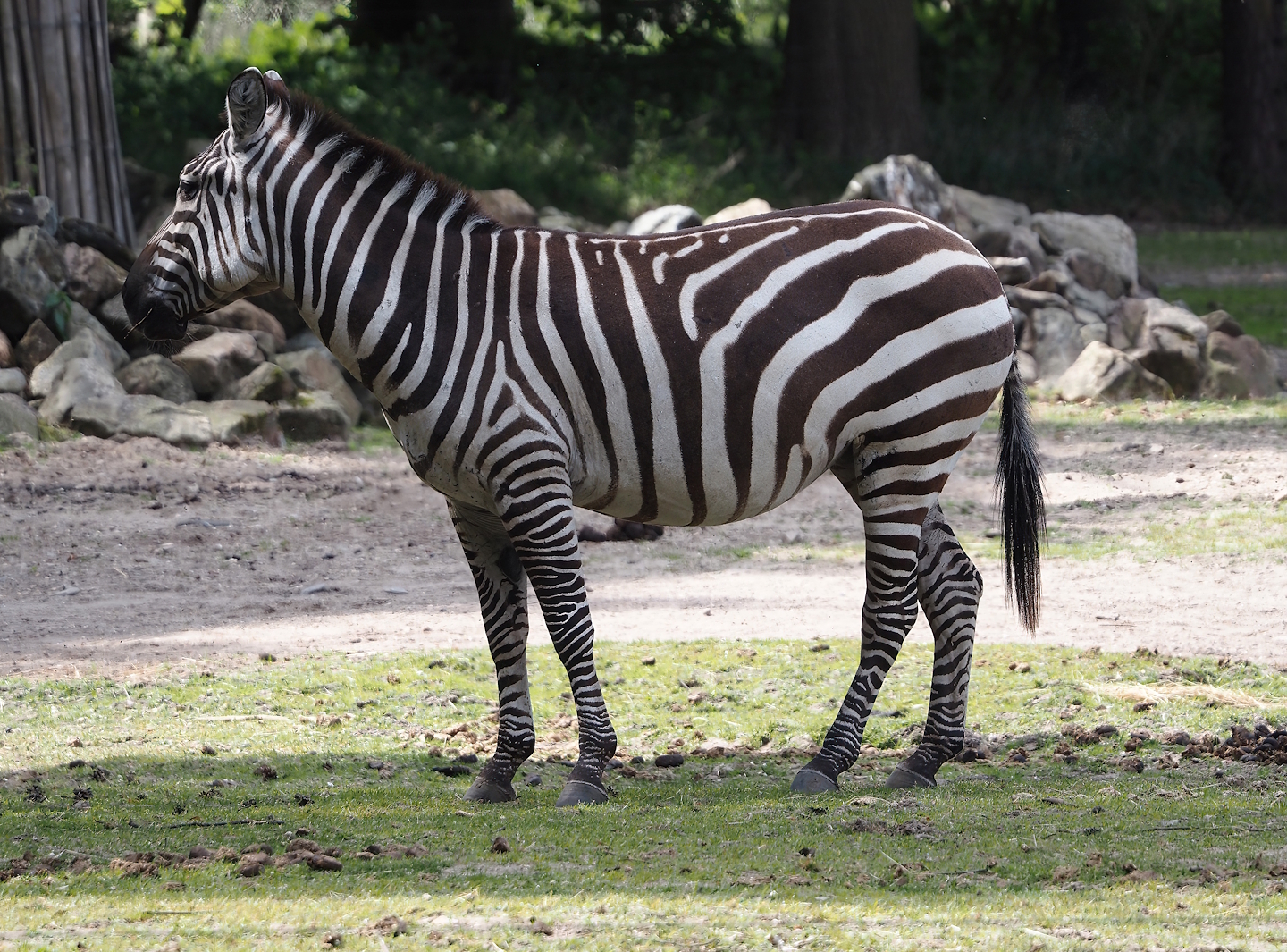 Grant's zebra (Equus quagga boehmi), 2025-05-17