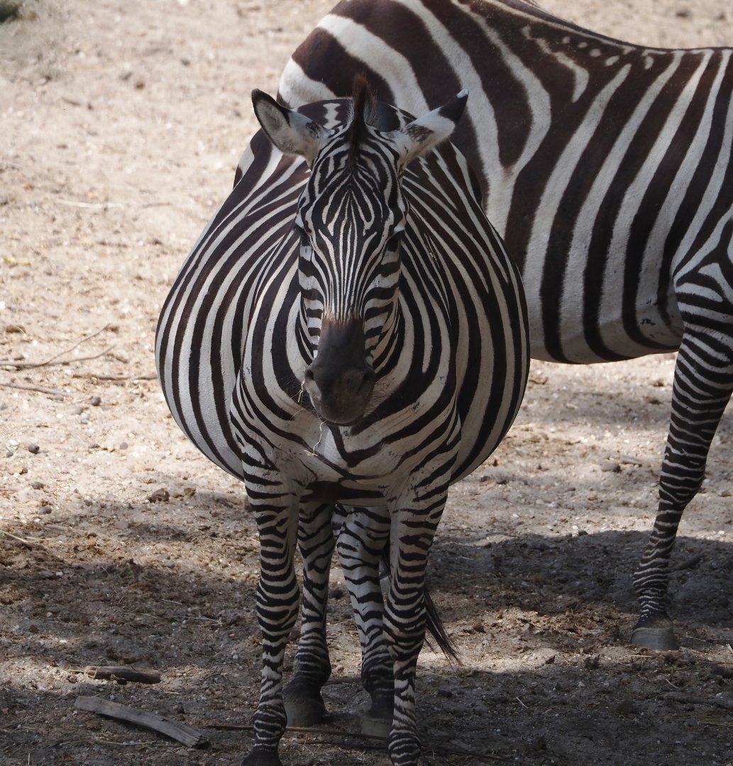 Grant's zebra (Equus quagga boehmi), 2025-05-17