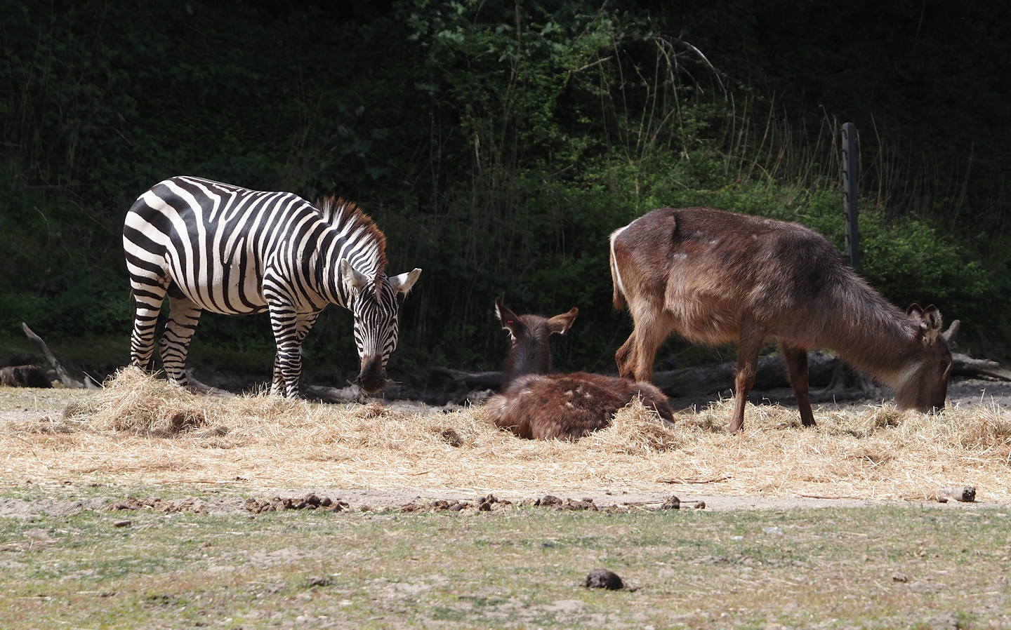 Grant's zebra (Equus quagga boehmi) and Ellipsen waterbuck (Kobus ellipsiprymnus ellipsiprymnus), 2025-05-17