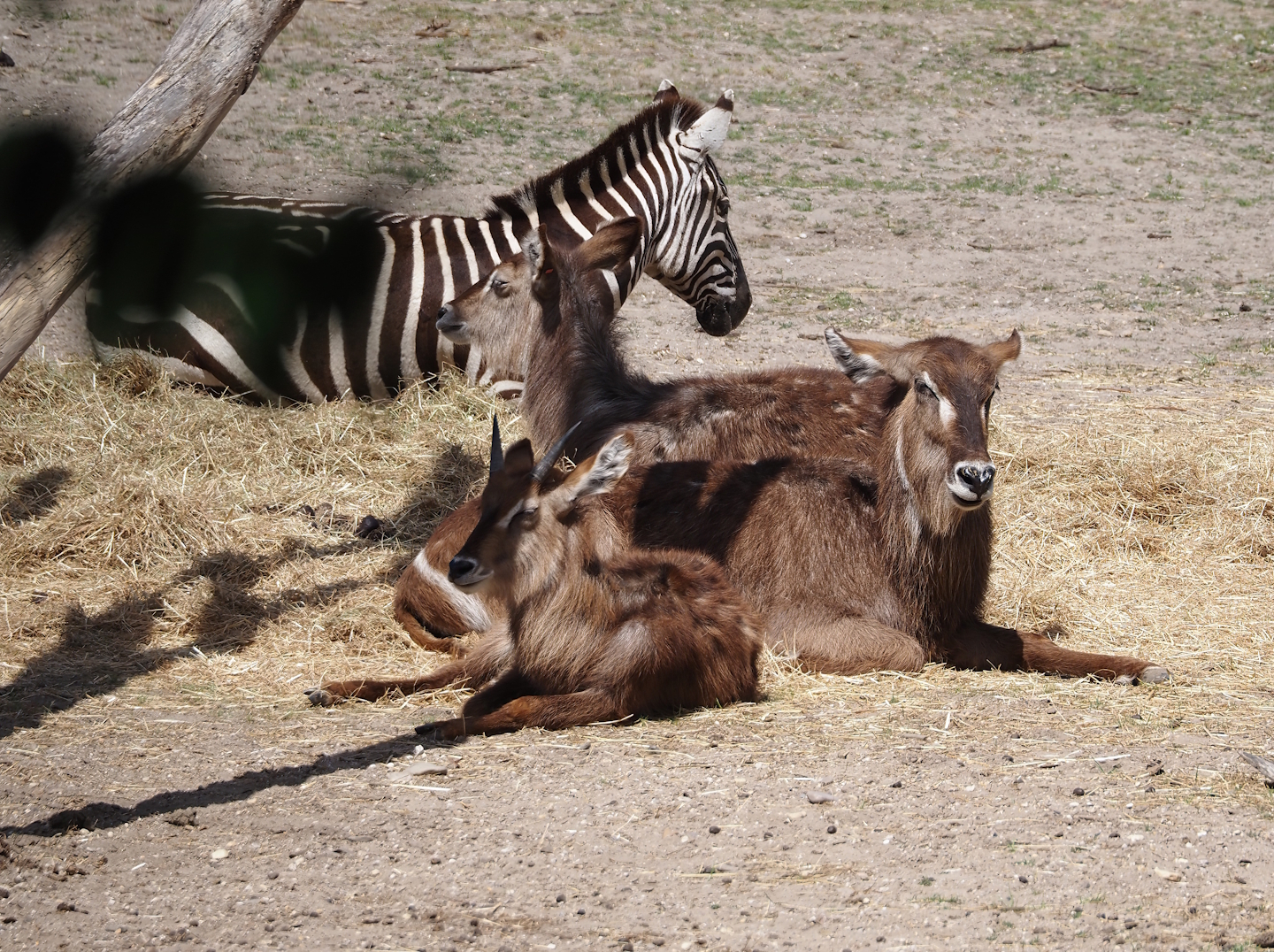 Grant's zebra (Equus quagga boehmi) and Ellipsen waterbuck (Kobus ellipsiprymnus ellipsiprymnus), 2025-05-17