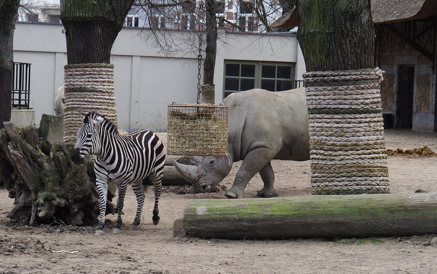 Grant's zebra (Equus quagga boehmi) and Soutern white rhinoceros (Ceratotherium simum simum), 2024-03-09