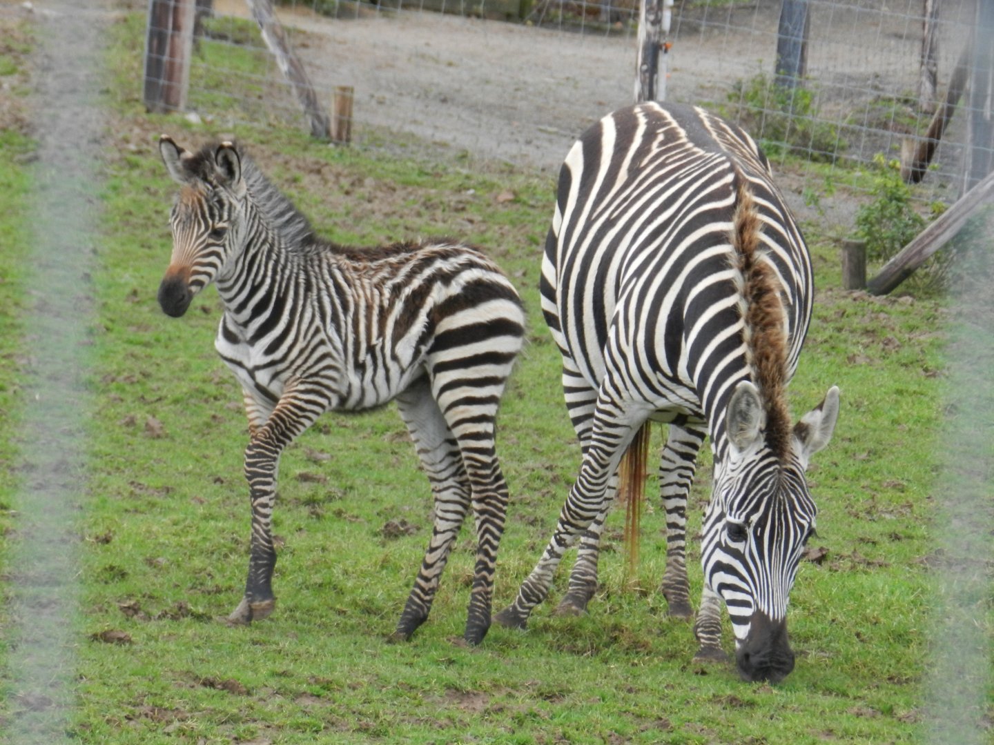 Grant's Zebra (Equus quagga boehmi) at Noah's Ark Zoo Farm, England