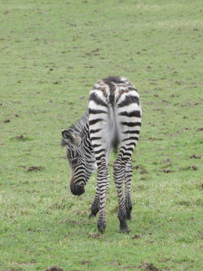 Grant's Zebra (Equus quagga boehmi) at Noah's Ark Zoo Farm, England