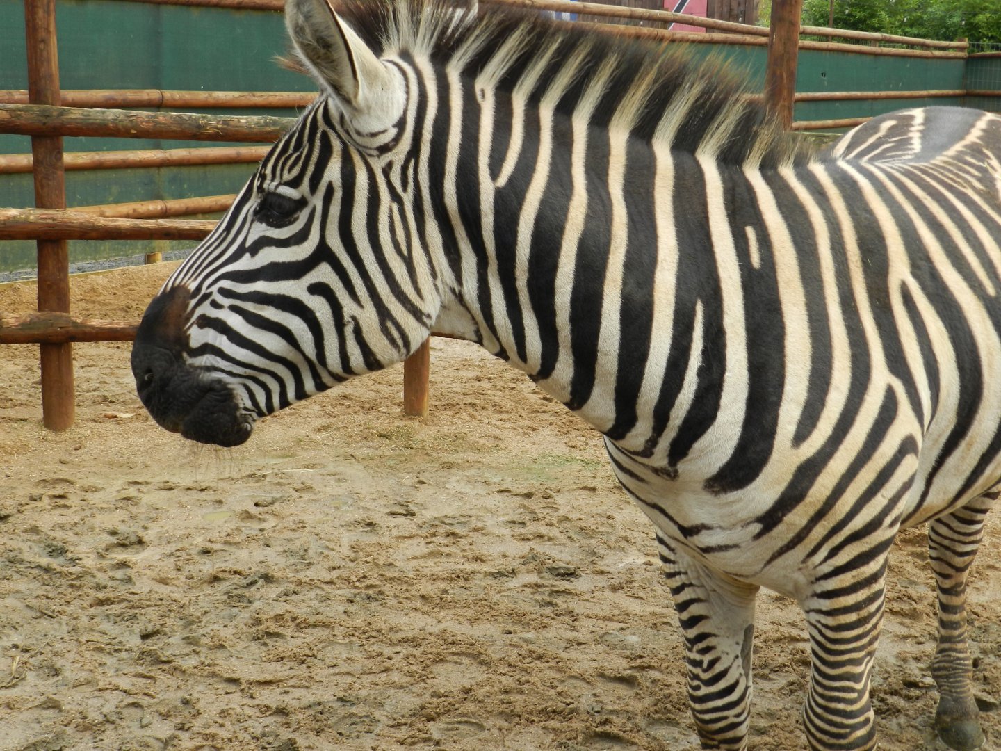 Grant's Zebra (Equus quagga boehmi) at Ventura Wildlife Park, England