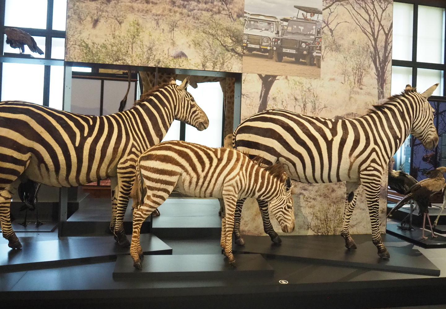 Grant's zebra (Equus quagga boehmi) specimens, 2021-10-20