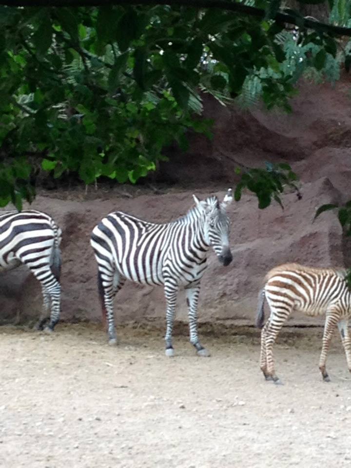 Grants zebra (Equus quagga boehmi)