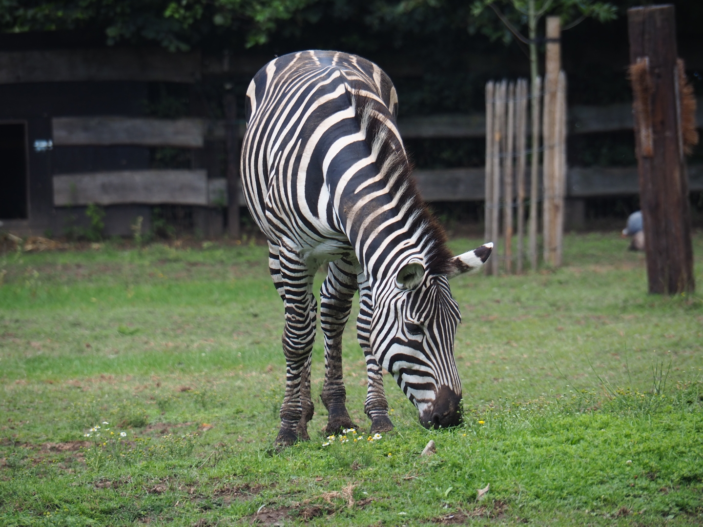 Grant's Zebra (Equus quagga boehmi)