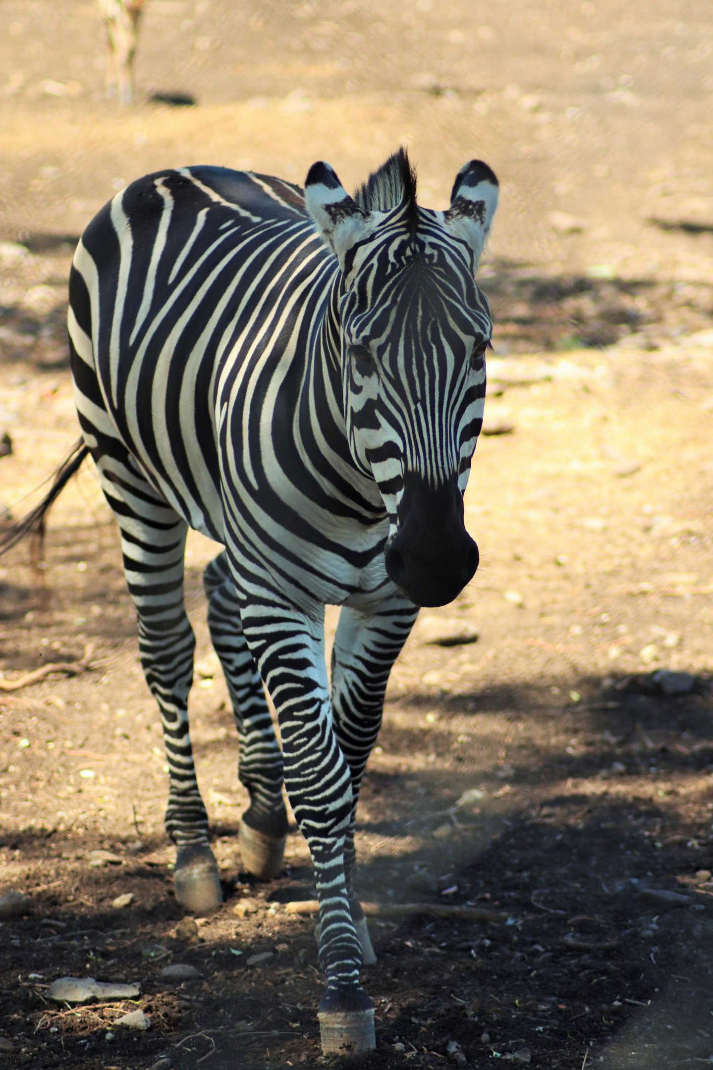Grant's Zebra (Equus quagga boehmi)