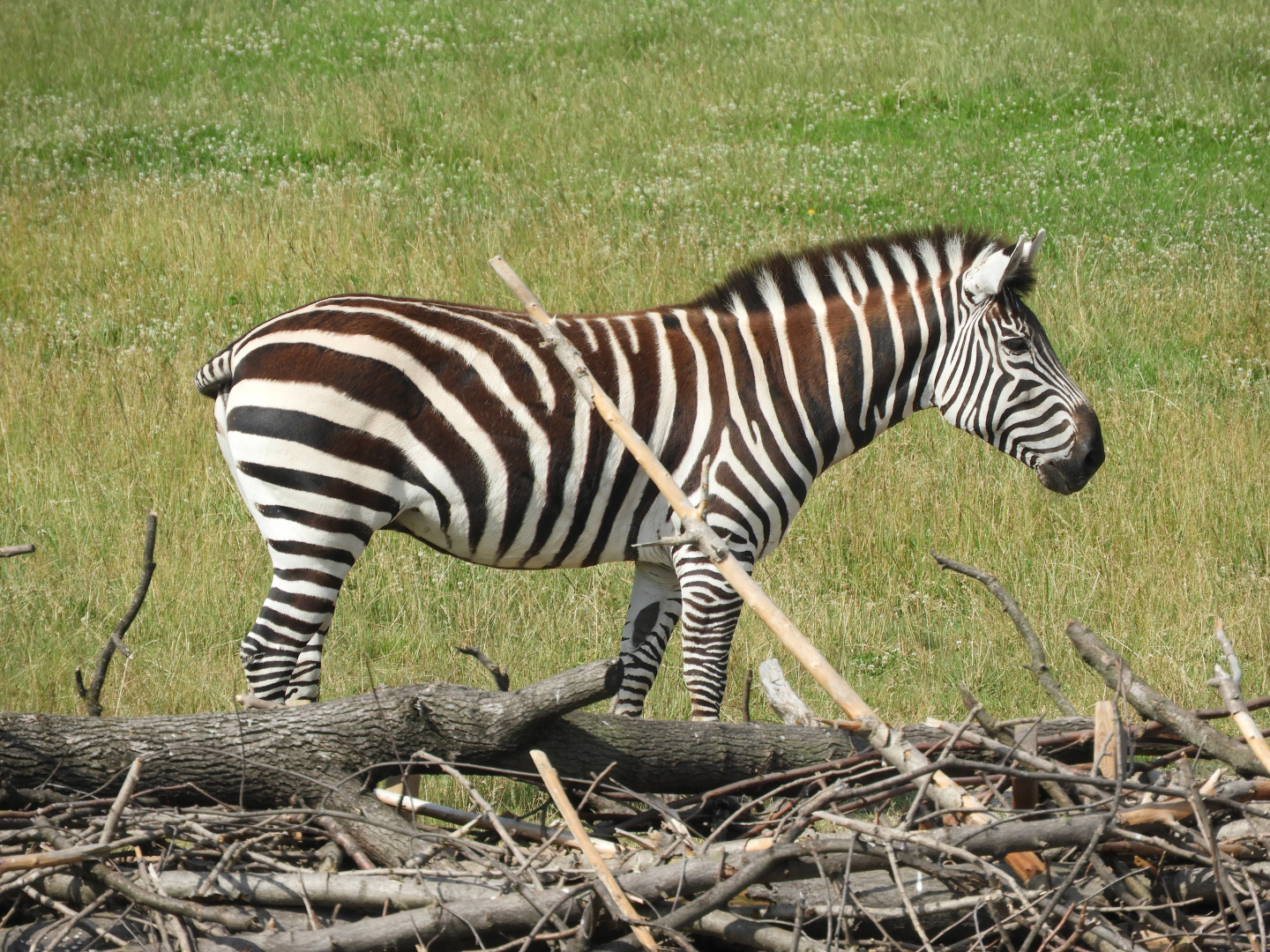 Grant's Zebra (Equus quagga boehmi)