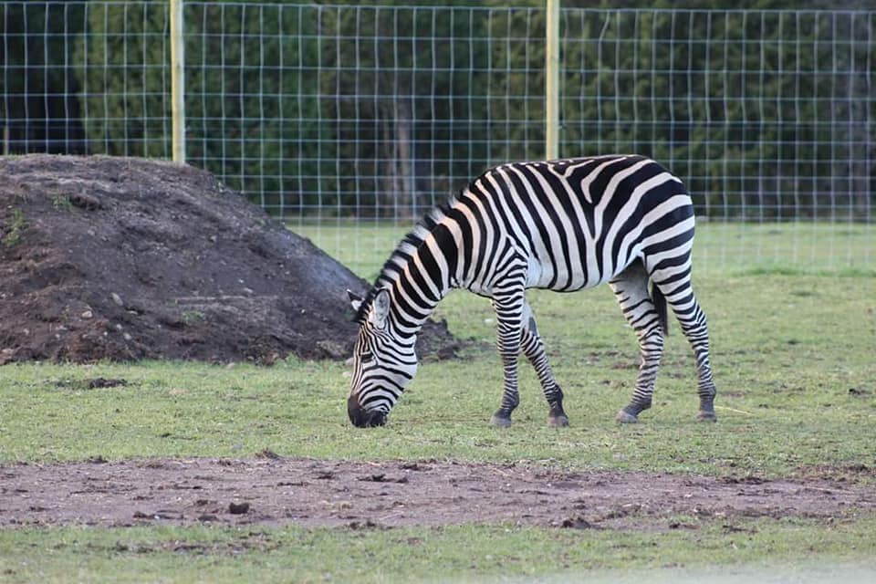 Grant's zebra (Equus quagga boehmi)