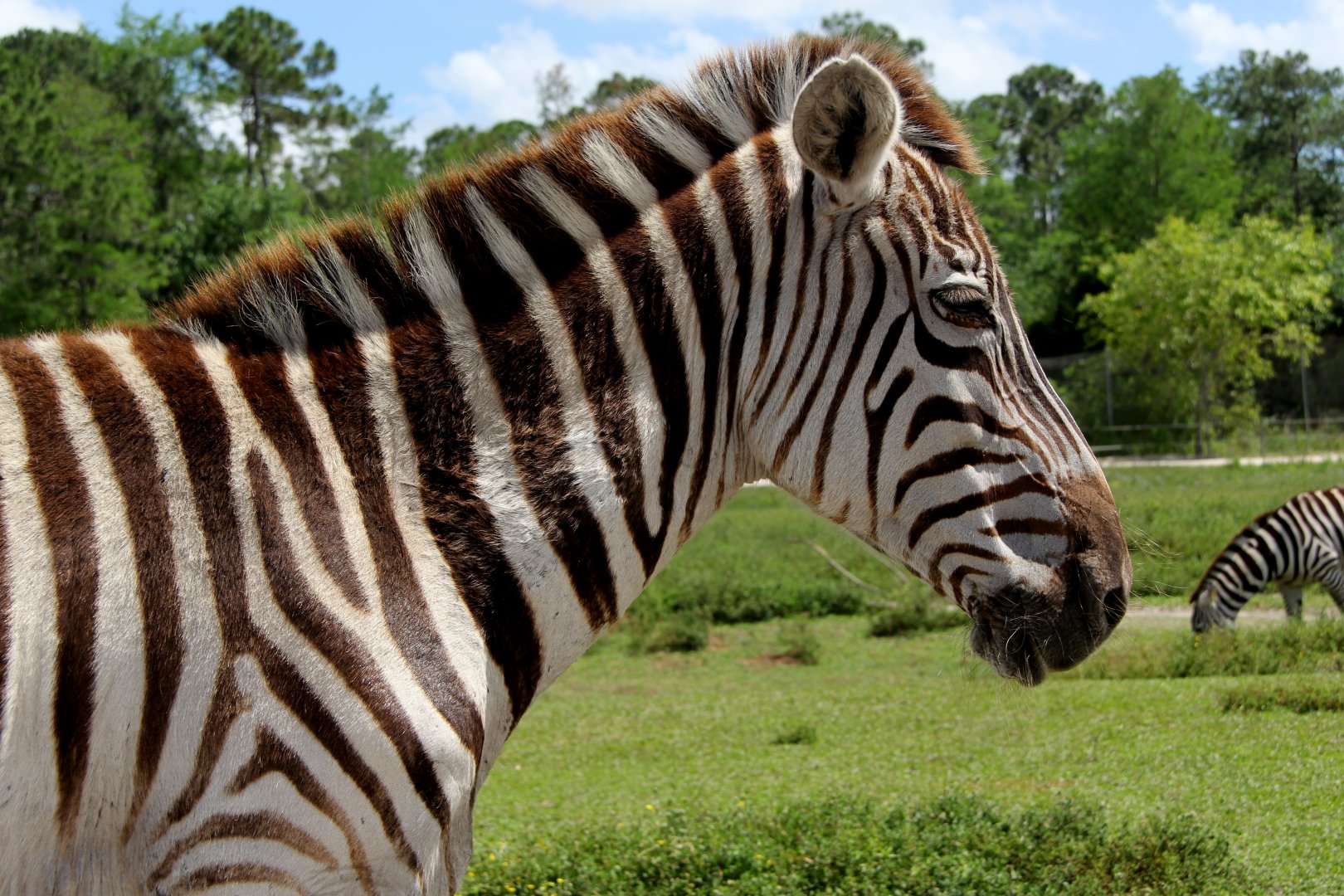 Grant's zebra (Equus quagga boehmi)