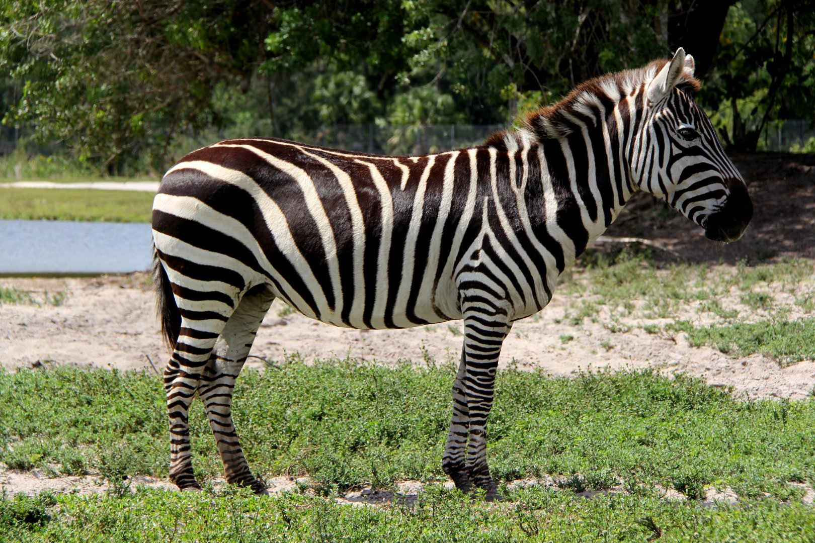 Grant's zebra (Equus quagga boehmi)