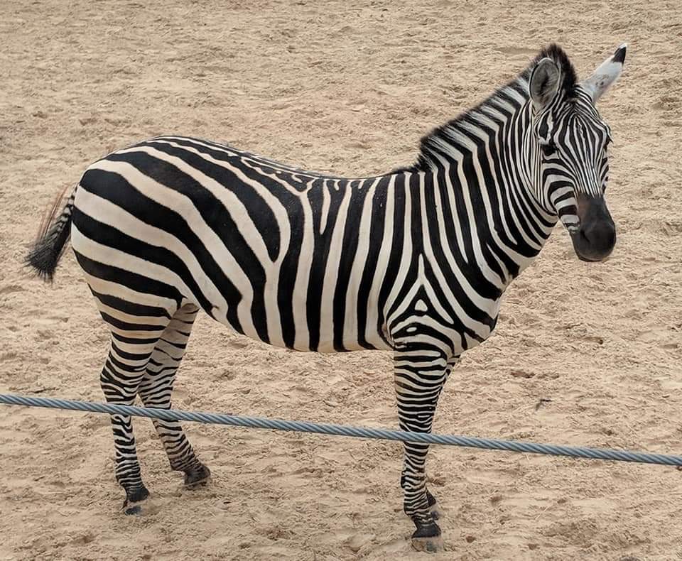 Grant's zebra (Equus quagga boehmi)