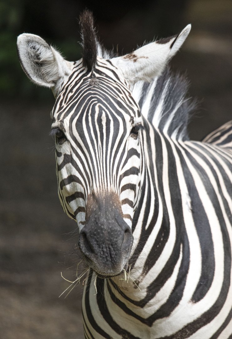 Grant's zebra (Equus quagga boehmi)