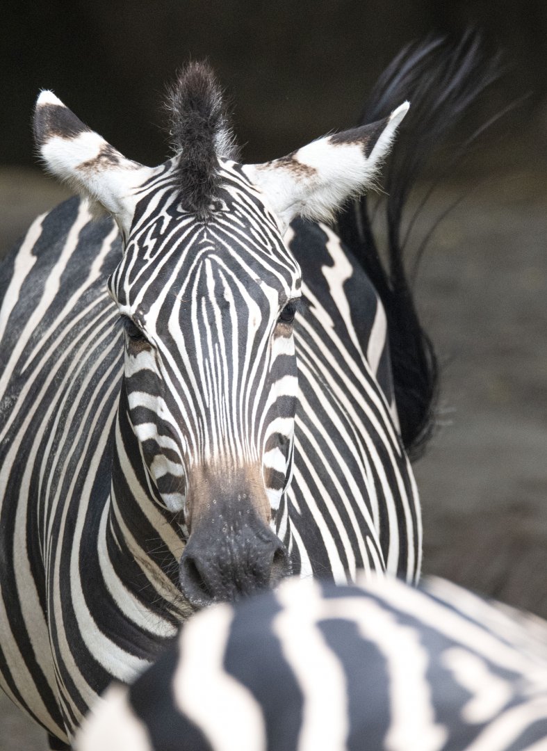 Grant's zebra (Equus quagga boehmi)
