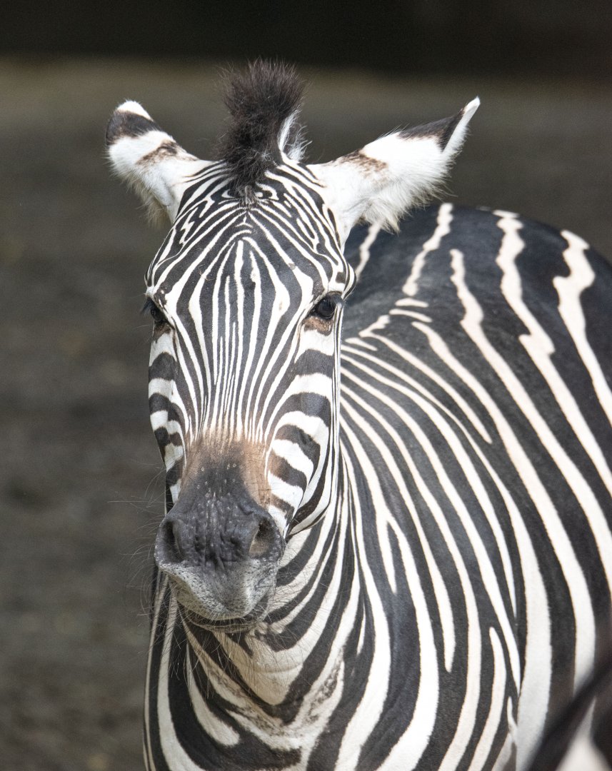 Grant's zebra (Equus quagga boehmi)