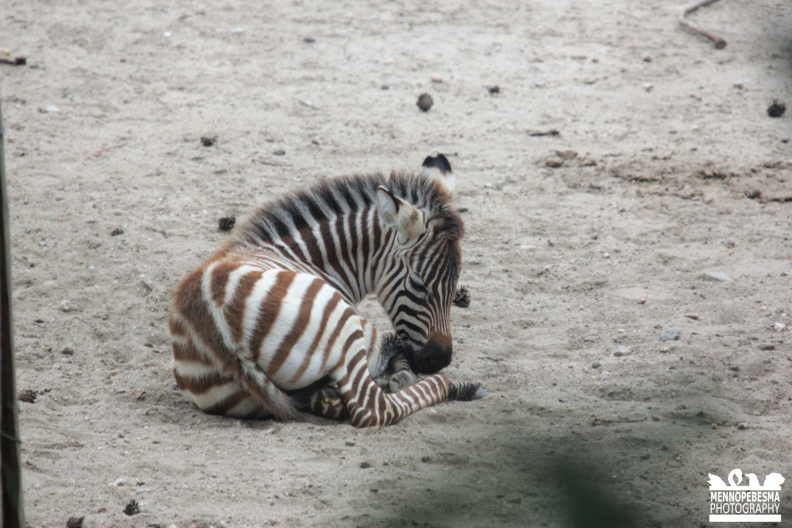 Grant's zebra (Equus quagga boehmi)