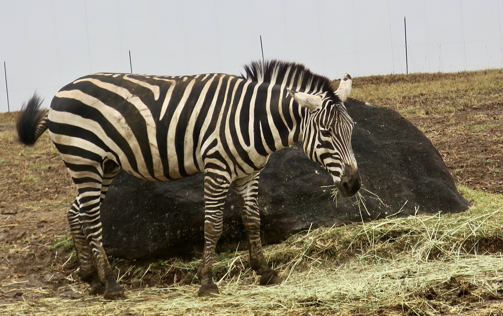 Grant's Zebra (Equus quagga boehmi)